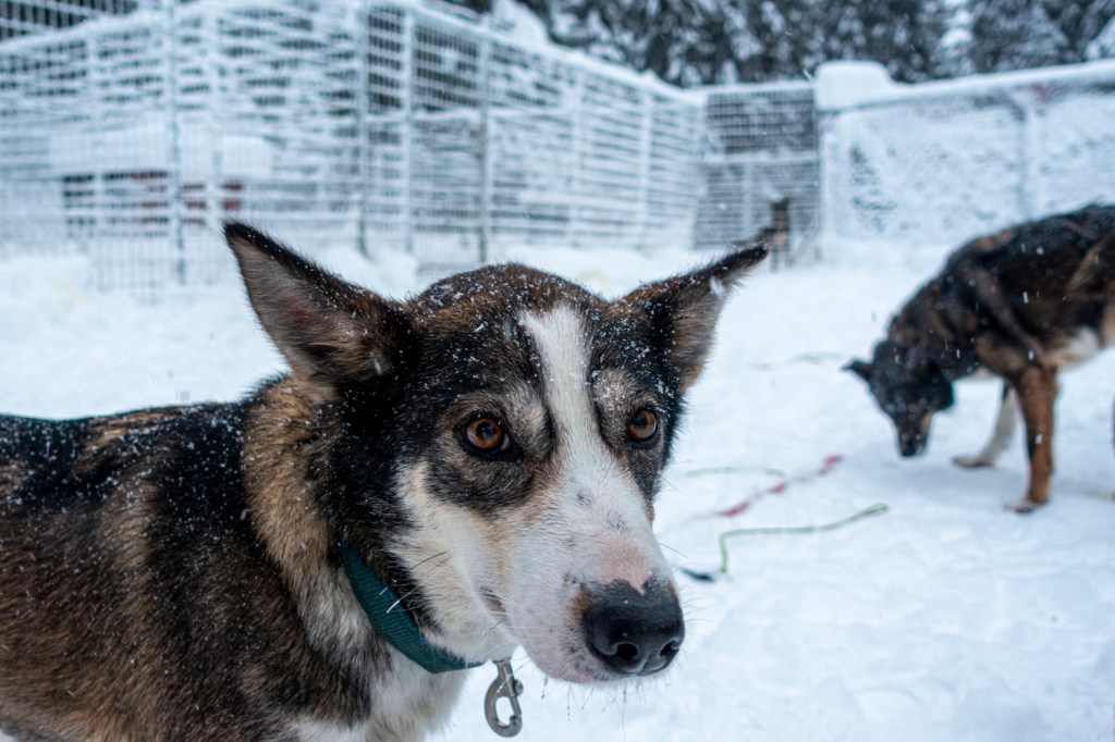 Mit Hundeschlitten durchs&nbsp;Schneegestöber