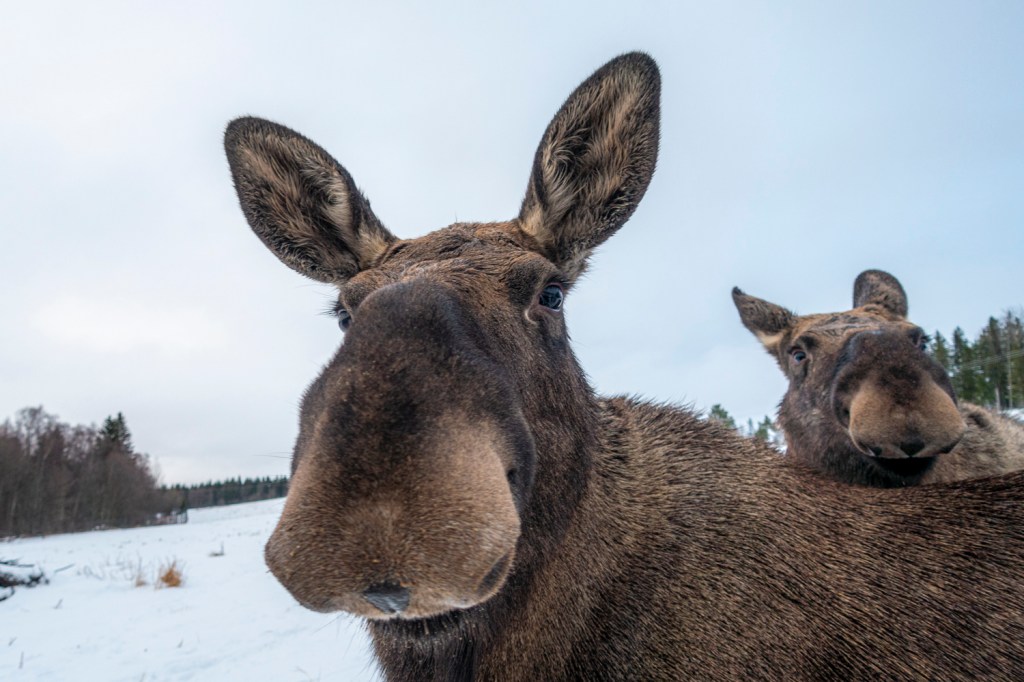 Tiefschnee und Elche