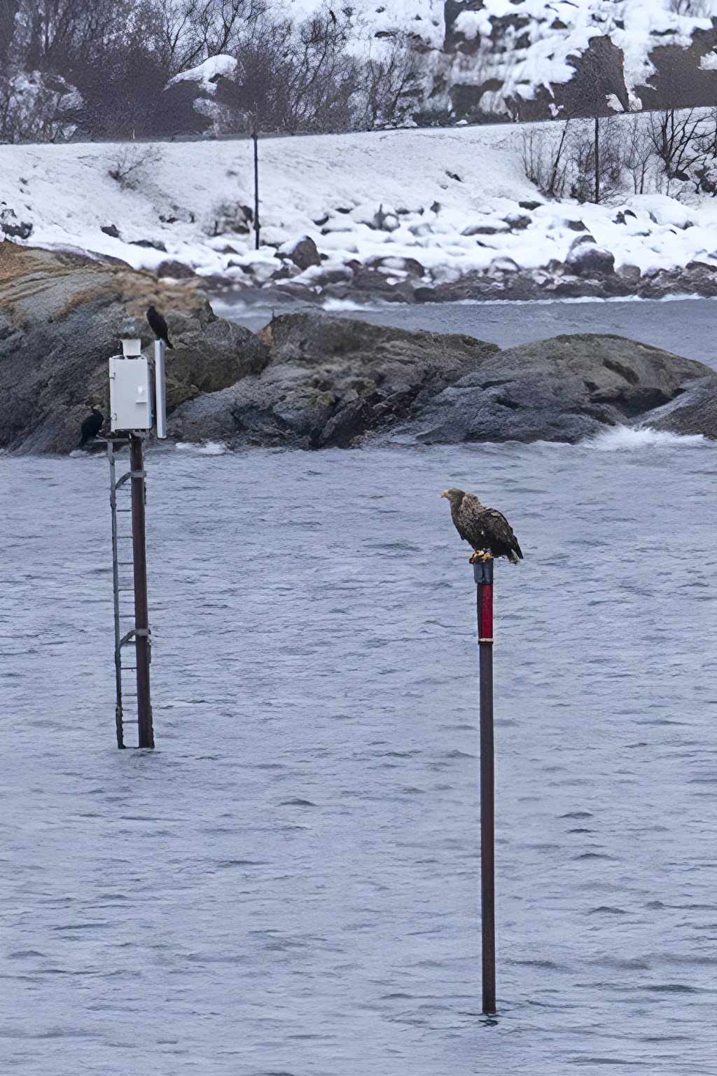Seeadler und Stockfisch